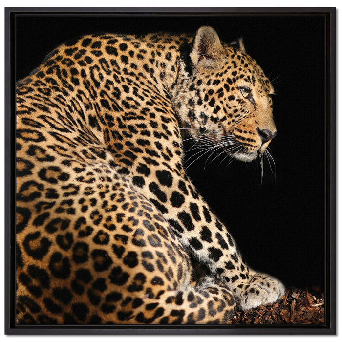 Anmutiger Leopard auf Leinwandbild Quadratisch gerahmt Größe 70x70
