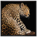 Anmutiger Leopard auf Leinwandbild Quadratisch gerahmt Größe 70x70