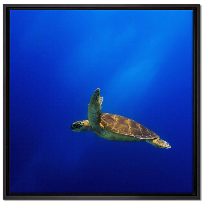Alte Schildkröte im Meer auf Leinwandbild Quadratisch gerahmt Größe 70x70
