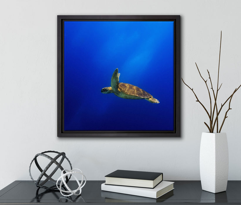 Alte Schildkröte im Meer  auf Leinwandbild Quadratisch gerahmt mit Kirschblüten