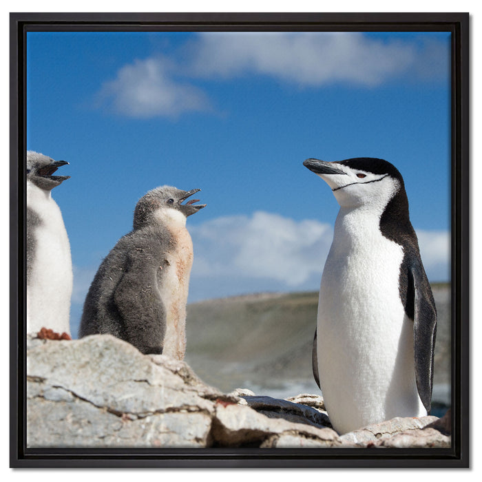 Pinguin mit süßen Küken auf Leinwandbild Quadratisch gerahmt Größe 60x60