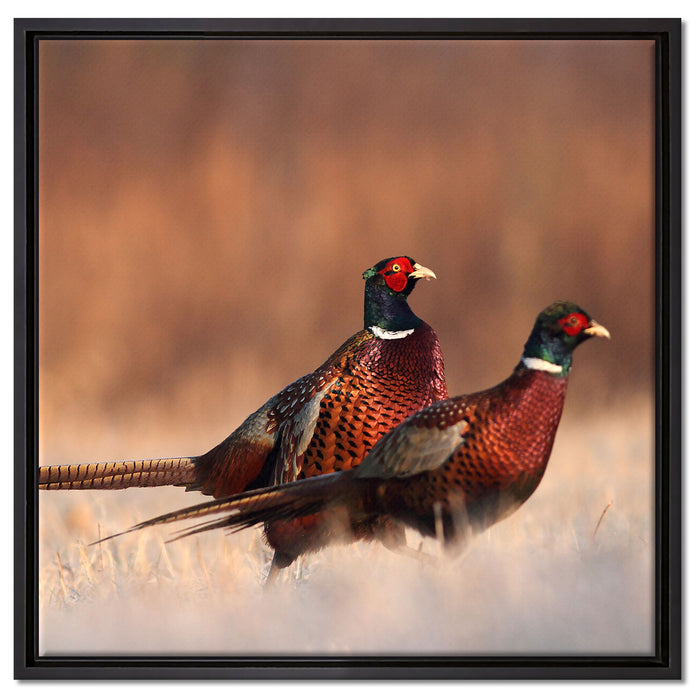 Stolzes Fasanenpärchen auf Leinwandbild Quadratisch gerahmt Größe 60x60