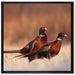 Stolzes Fasanenpärchen auf Leinwandbild Quadratisch gerahmt Größe 70x70