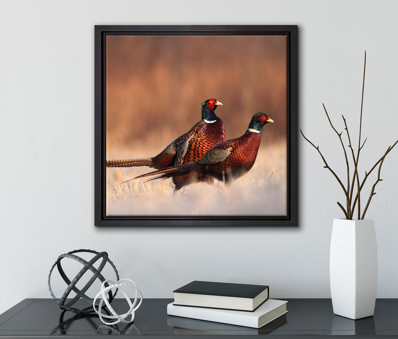 Stolzes Fasanenpärchen  auf Leinwandbild Quadratisch gerahmt mit Kirschblüten