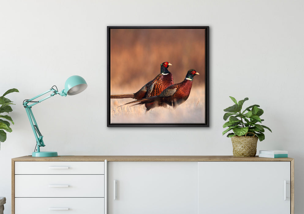 Stolzes Fasanenpärchen auf Leinwandbild gerahmt Quadratisch verschiedene Größen im Wohnzimmer
