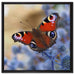 Schöner Schmetterling Pfauenauge auf Leinwandbild Quadratisch gerahmt Größe 60x60