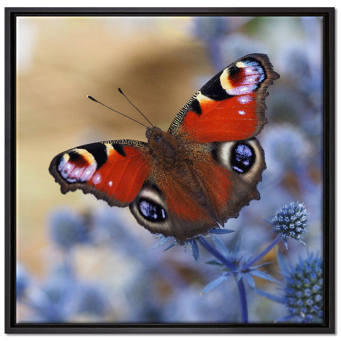 Schöner Schmetterling Pfauenauge auf Leinwandbild Quadratisch gerahmt Größe 70x70