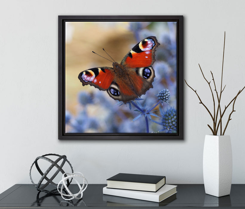 Schöner Schmetterling Pfauenauge  auf Leinwandbild Quadratisch gerahmt mit Kirschblüten