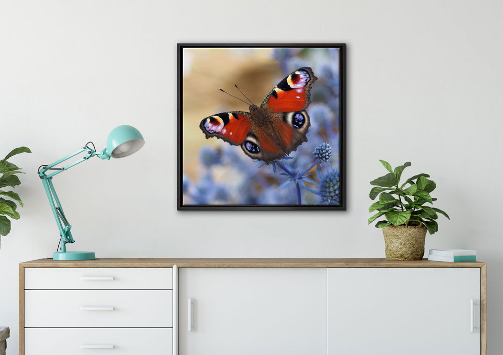 Schöner Schmetterling Pfauenauge auf Leinwandbild gerahmt Quadratisch verschiedene Größen im Wohnzimmer
