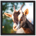 Niedliche Ziege auf Leinwandbild Quadratisch gerahmt Größe 40x40