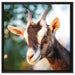 Niedliche Ziege auf Leinwandbild Quadratisch gerahmt Größe 60x60