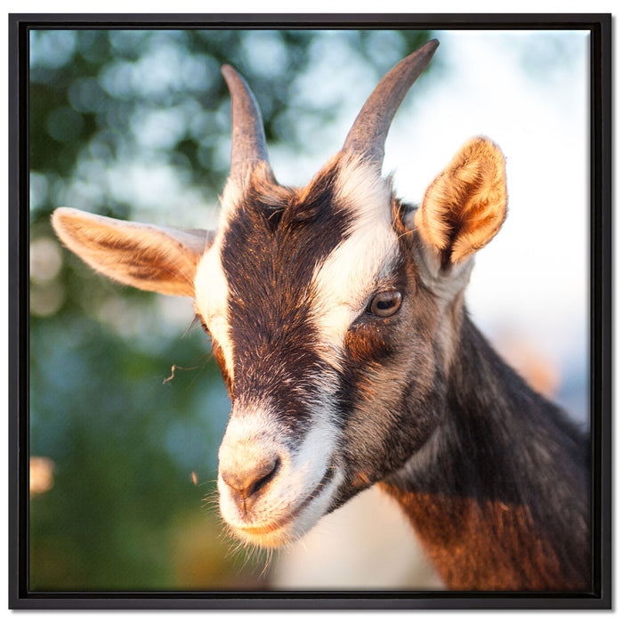 Niedliche Ziege auf Leinwandbild Quadratisch gerahmt Größe 70x70