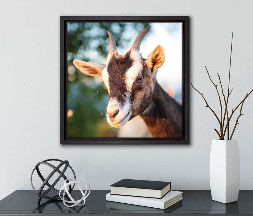 Niedliche Ziege  auf Leinwandbild Quadratisch gerahmt mit Kirschblüten