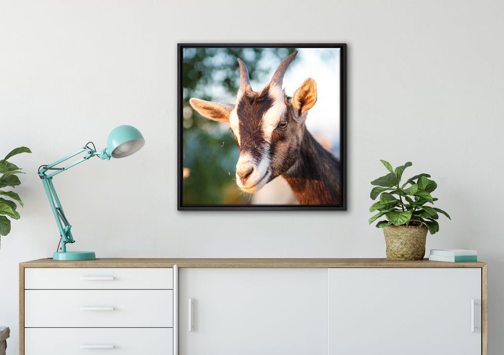 Niedliche Ziege auf Leinwandbild gerahmt Quadratisch verschiedene Größen im Wohnzimmer