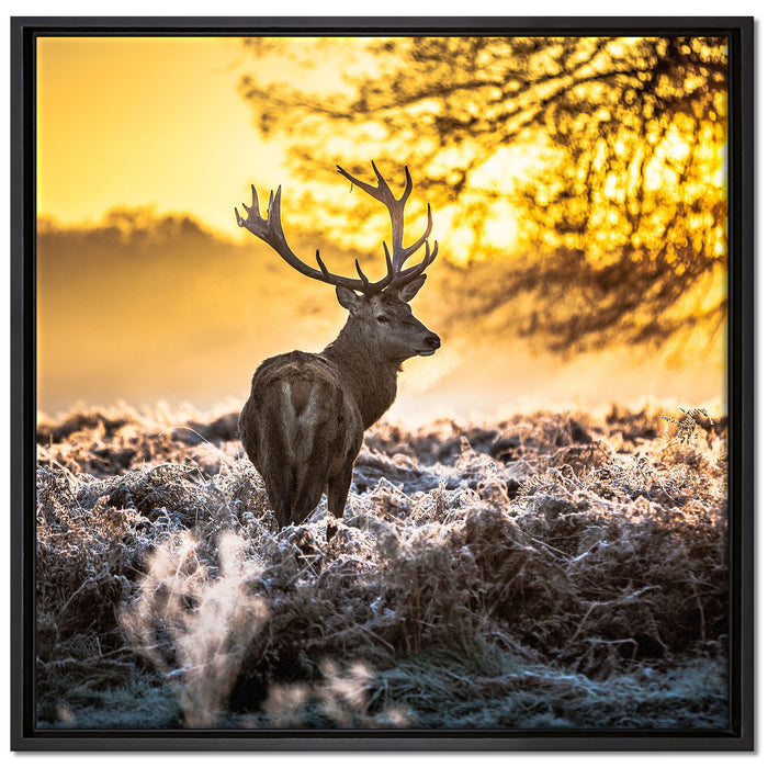Hirsch im Wald auf Leinwandbild Quadratisch gerahmt Größe 70x70