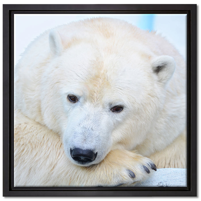 Nachdenklicher Eisbär auf Leinwandbild Quadratisch gerahmt Größe 40x40
