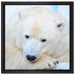 Nachdenklicher Eisbär auf Leinwandbild Quadratisch gerahmt Größe 40x40