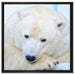 Nachdenklicher Eisbär auf Leinwandbild Quadratisch gerahmt Größe 60x60