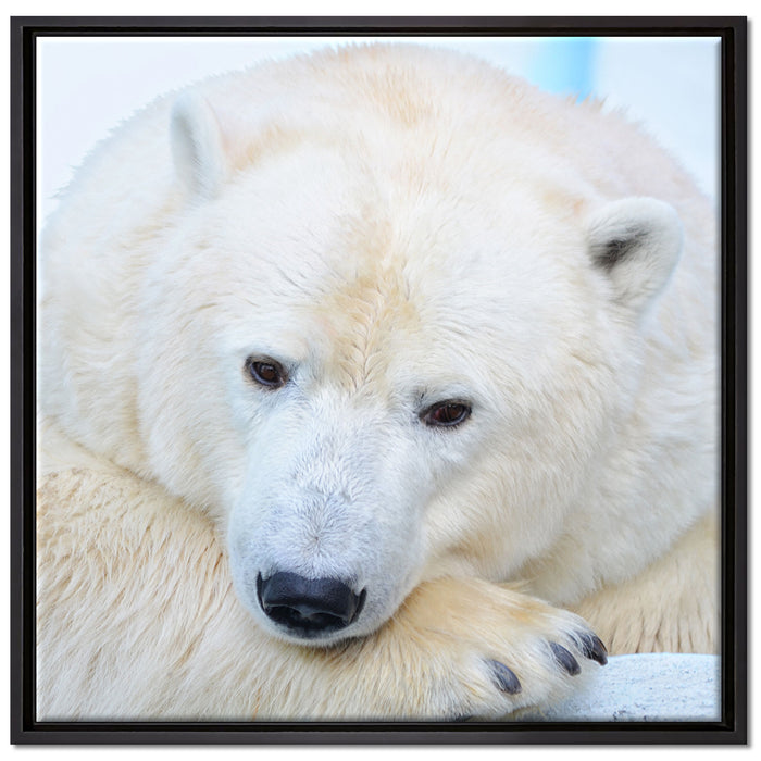 Nachdenklicher Eisbär auf Leinwandbild Quadratisch gerahmt Größe 70x70