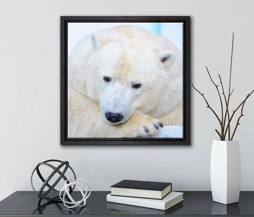 Nachdenklicher Eisbär  auf Leinwandbild Quadratisch gerahmt mit Kirschblüten