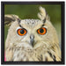 Eulen Kautz Orange Augen auf Leinwandbild Quadratisch gerahmt Größe 40x40