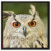 Eulen Kautz Orange Augen auf Leinwandbild Quadratisch gerahmt Größe 60x60