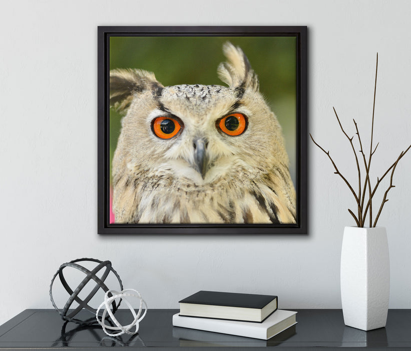 Eulen Kautz Orange Augen  auf Leinwandbild Quadratisch gerahmt mit Kirschblüten