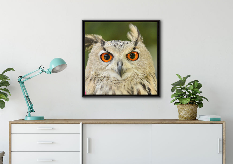Eulen Kautz Orange Augen auf Leinwandbild gerahmt Quadratisch verschiedene Größen im Wohnzimmer