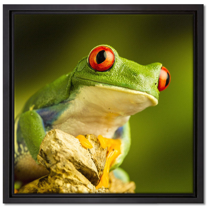 Grüner Rotaugen Frosch auf Leinwandbild Quadratisch gerahmt Größe 40x40