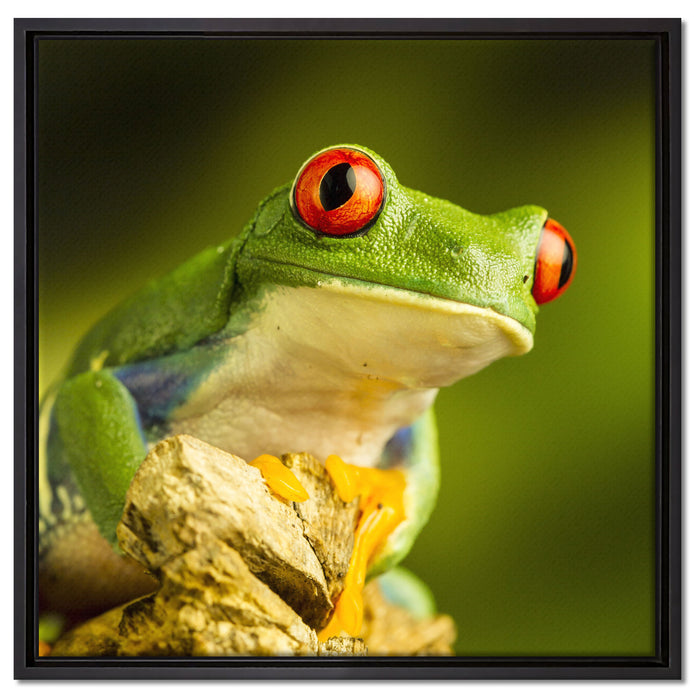 Grüner Rotaugen Frosch auf Leinwandbild Quadratisch gerahmt Größe 60x60