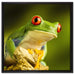 Grüner Rotaugen Frosch auf Leinwandbild Quadratisch gerahmt Größe 60x60