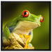 Grüner Rotaugen Frosch auf Leinwandbild Quadratisch gerahmt Größe 70x70