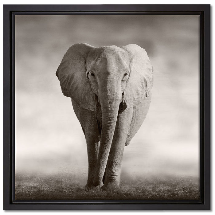 Einsamer Elefant auf Leinwandbild Quadratisch gerahmt Größe 40x40
