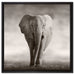 Einsamer Elefant auf Leinwandbild Quadratisch gerahmt Größe 60x60
