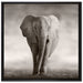 Einsamer Elefant auf Leinwandbild Quadratisch gerahmt Größe 70x70