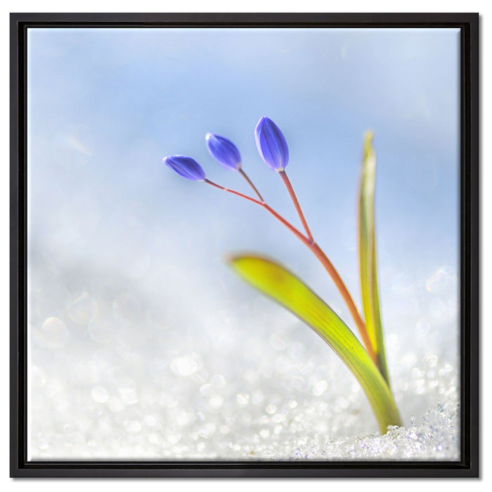 Blaue Knospen im Schnee auf Leinwandbild Quadratisch gerahmt Größe 60x60