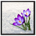 Lila Krokusse im Schnee auf Leinwandbild Quadratisch gerahmt Größe 60x60