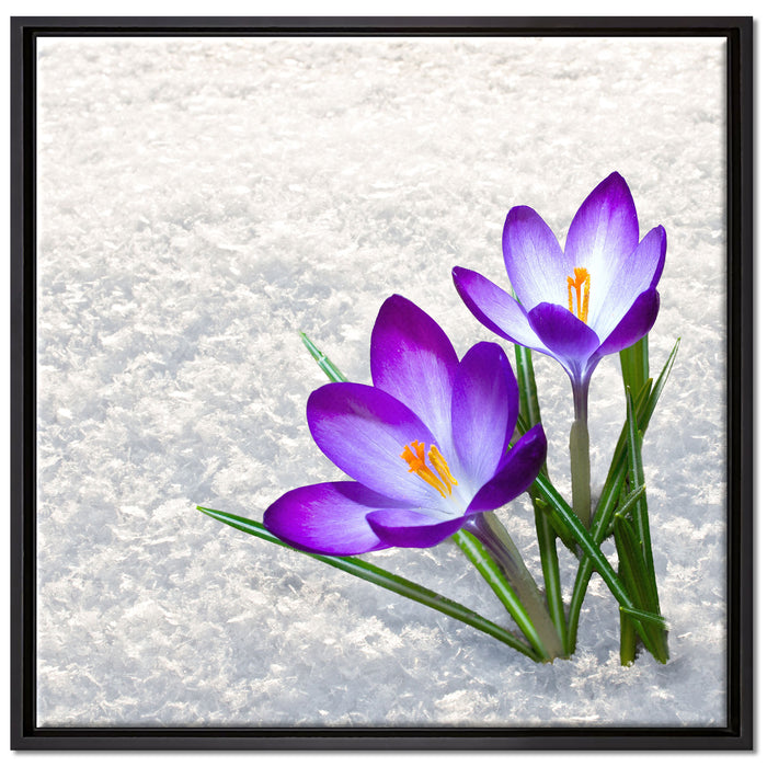 Lila Krokusse im Schnee auf Leinwandbild Quadratisch gerahmt Größe 70x70