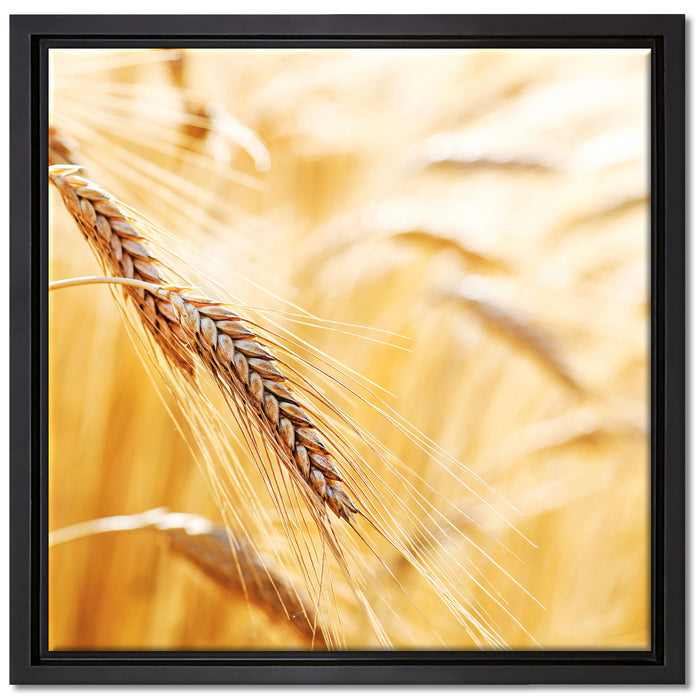 Weizen auf dem Feld auf Leinwandbild Quadratisch gerahmt Größe 40x40