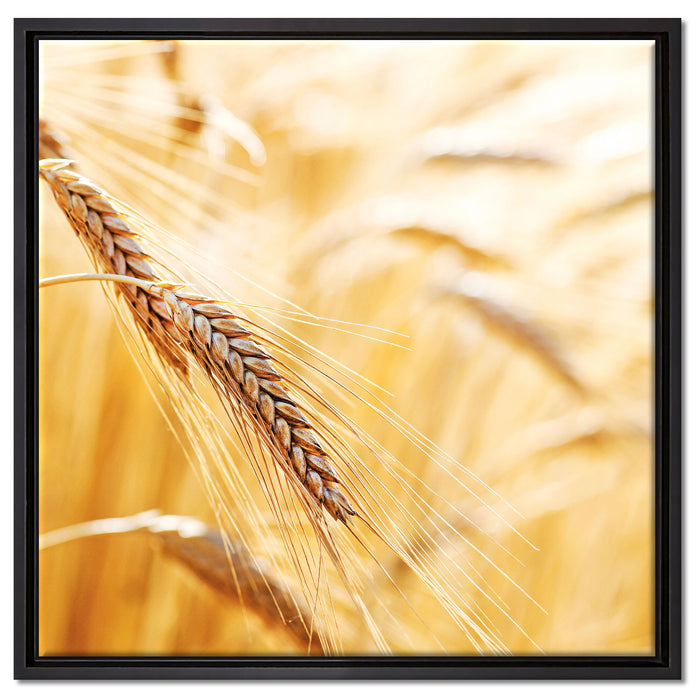 Weizen auf dem Feld auf Leinwandbild Quadratisch gerahmt Größe 60x60