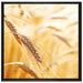 Weizen auf dem Feld auf Leinwandbild Quadratisch gerahmt Größe 70x70
