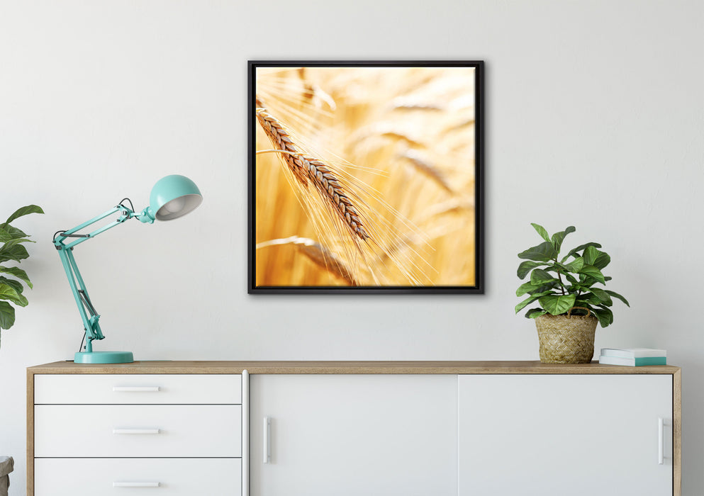 Weizen auf dem Feld auf Leinwandbild gerahmt Quadratisch verschiedene Größen im Wohnzimmer