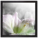 wunderschöne Lilie auf Leinwandbild Quadratisch gerahmt Größe 40x40