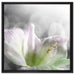 wunderschöne Lilie auf Leinwandbild Quadratisch gerahmt Größe 60x60