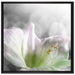 wunderschöne Lilie auf Leinwandbild Quadratisch gerahmt Größe 70x70