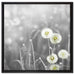 wunderschöne Pusteblumen auf Leinwandbild Quadratisch gerahmt Größe 60x60