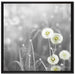 wunderschöne Pusteblumen auf Leinwandbild Quadratisch gerahmt Größe 70x70