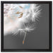 hübsche Pusteblume auf Leinwandbild Quadratisch gerahmt Größe 40x40