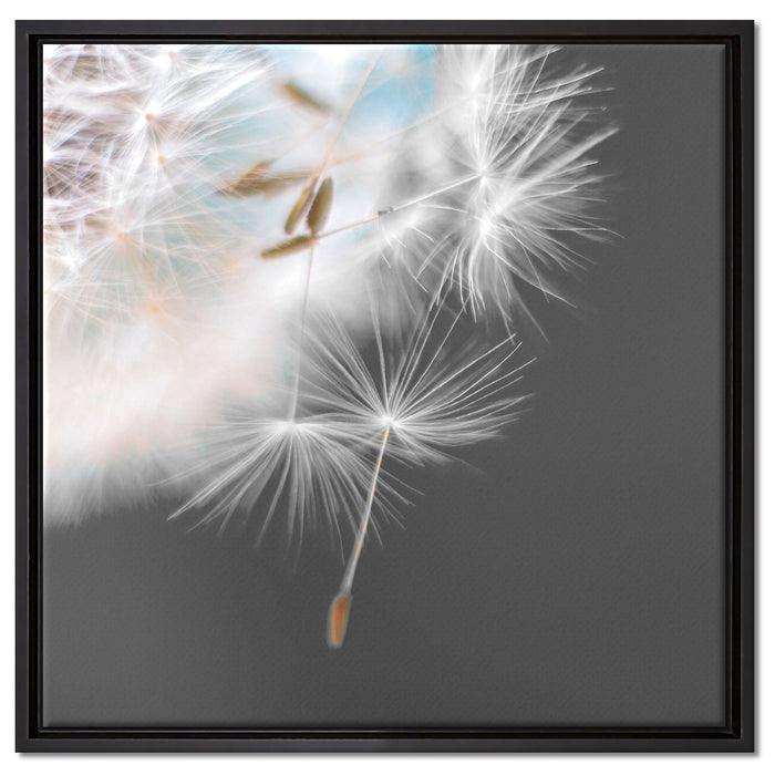 hübsche Pusteblume auf Leinwandbild Quadratisch gerahmt Größe 60x60