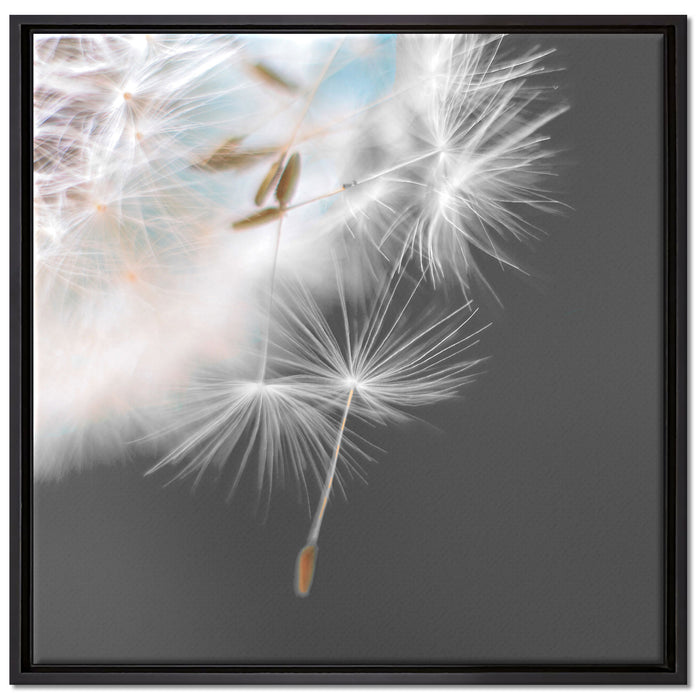 hübsche Pusteblume auf Leinwandbild Quadratisch gerahmt Größe 70x70
